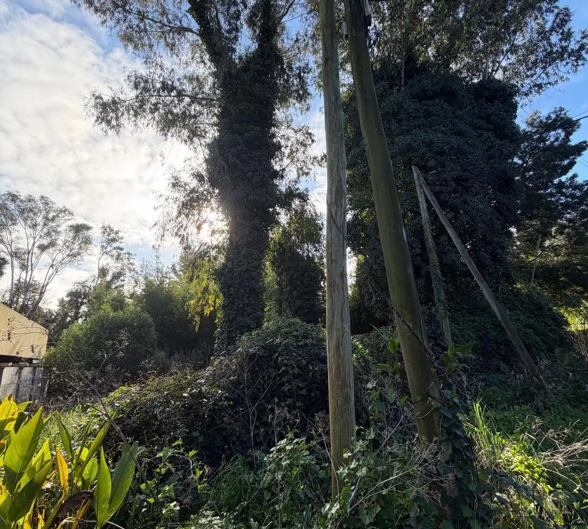 Terreno - Bosque Peralta Ramos 1