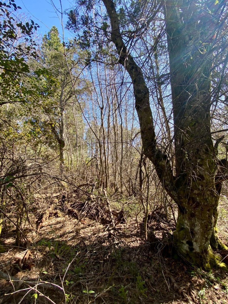Excepcional Terreno en Venta de 4262 m² en Circuito Chico Km 18. Bariloche 4