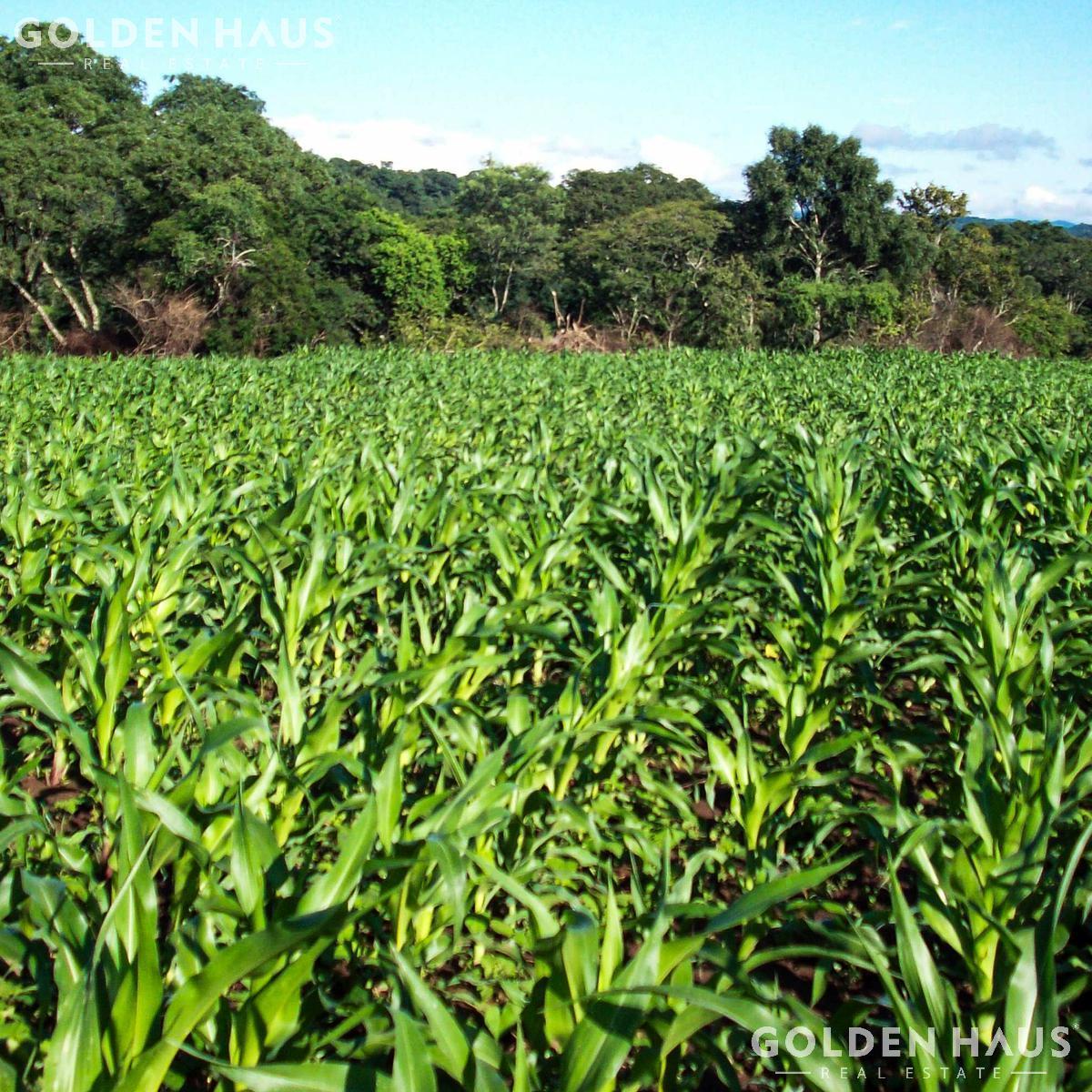 Campo en Campo Mixto - 7200 Has - Metan, Salta - Argentina. 1