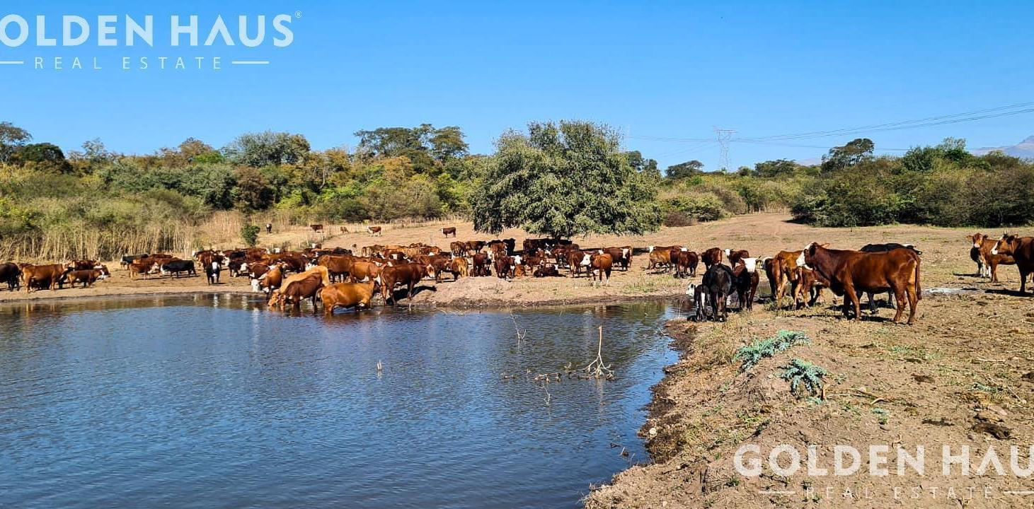 Foto de Campo en Campo Mixto - 7200 Has - Metan, Salta - Argentina., imagen 3