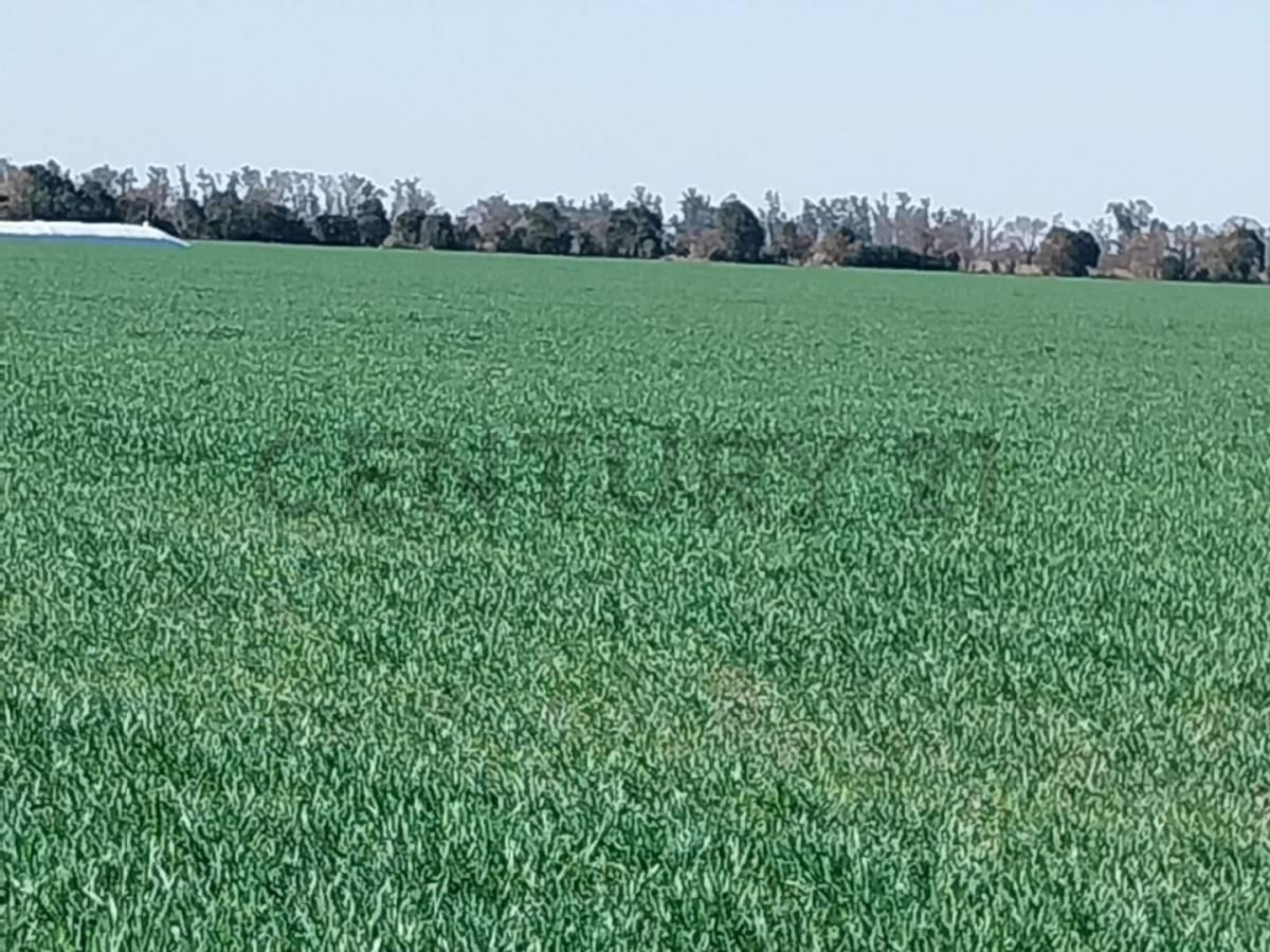 Venta de Campo en Lehmann, Santa Fe 1