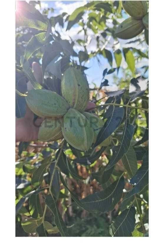 Foto de Campo agrícola de 5 hectáreas en venta – Esperanza, Santa Fe, imagen 3