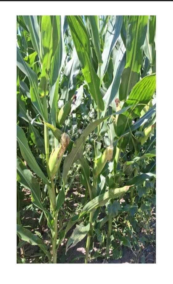 Foto de Campo agrícola de 5 hectáreas en venta – Esperanza, Santa Fe, imagen 5