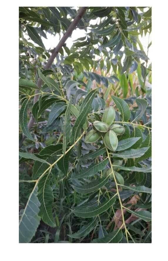 Foto de Campo agrícola de 5 hectáreas en venta – Esperanza, Santa Fe, imagen 4