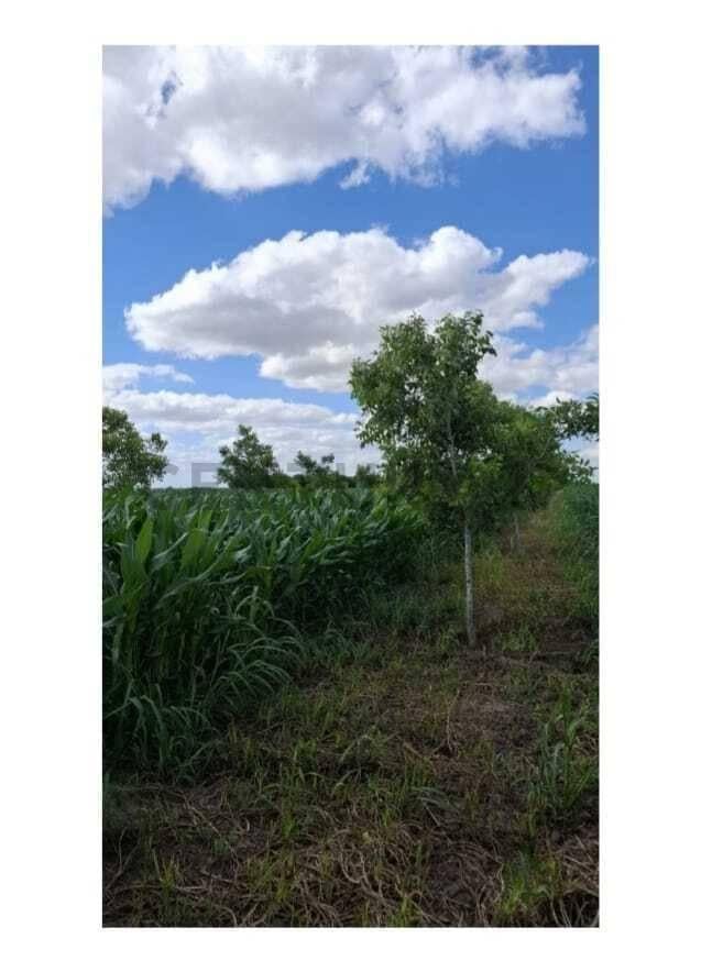 Foto de Campo agrícola de 5 hectáreas en venta – Esperanza, Santa Fe, imagen 1