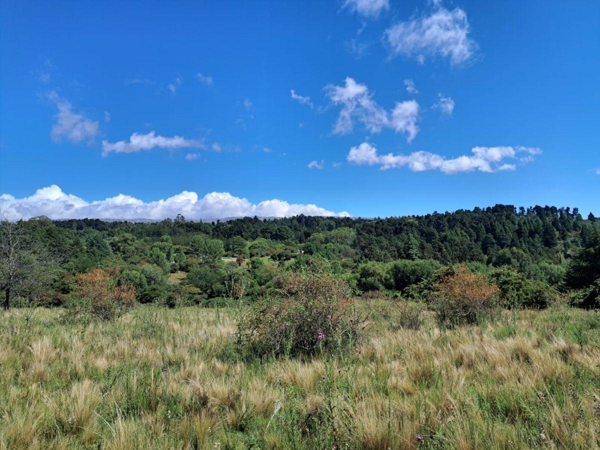 Foto de Terreno de 1.96 hectáreas en Villa Berna, imagen 3