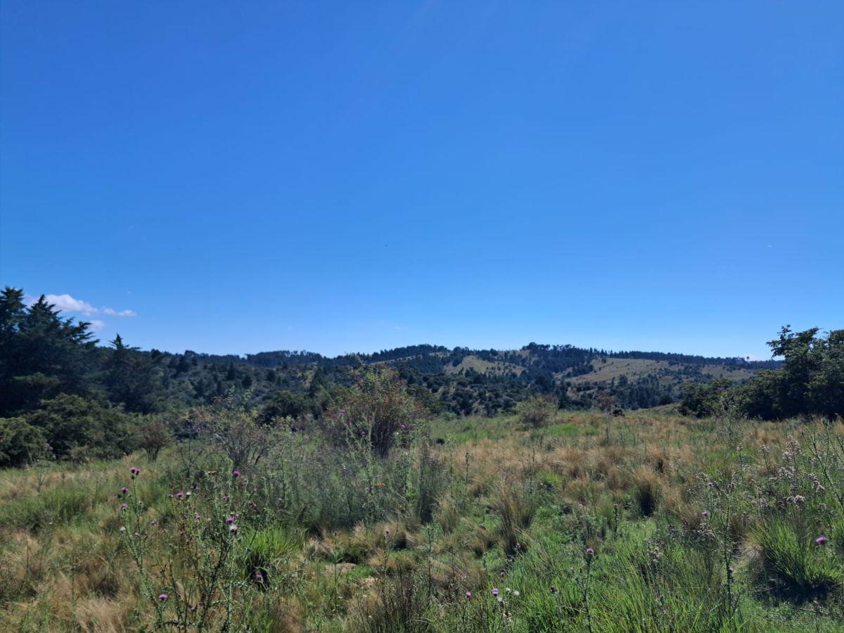 Foto de Terreno de 1.96 hectáreas en Villa Berna, imagen 4