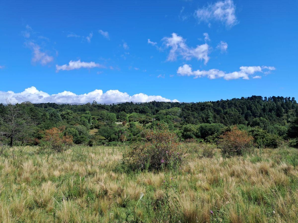 Foto de Terreno de 1.96 hectáreas en Villa Berna, imagen 5