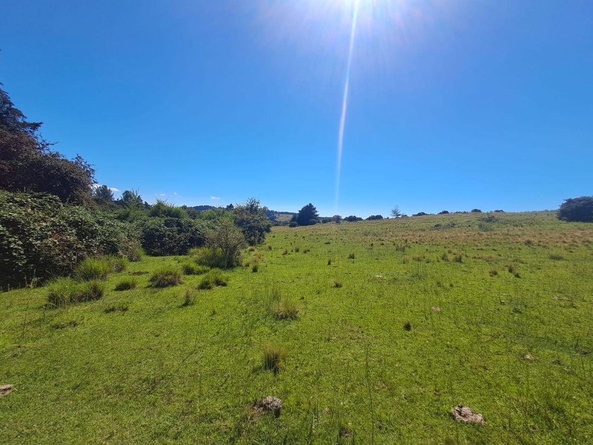 Foto de Terreno de 3.88 hectáreas en Villa Berna, imagen 3
