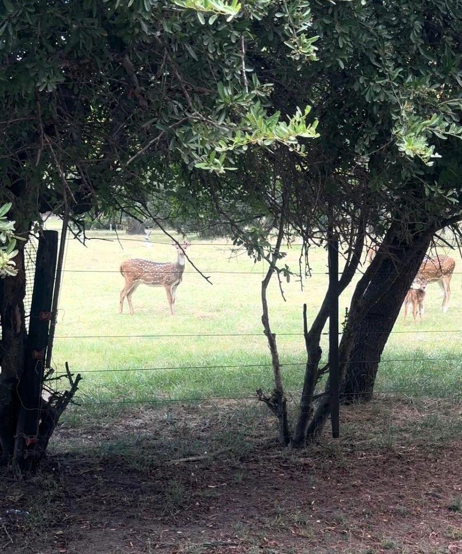 Foto de Chacra baldía- La Alameda- Carmen de Areco, imagen 1