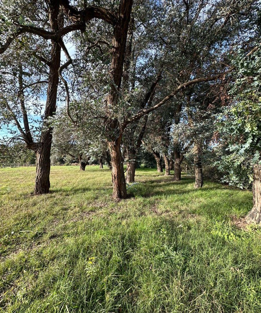 Foto de NUEVO-TERRENO VENTA- Imperdible, imagen 4