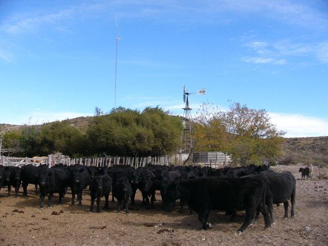 Campo Ganadero con Abundante Agua Mineral en San Rafael 2