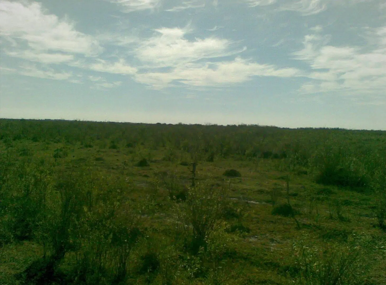 Campo en Esteban Rams 3