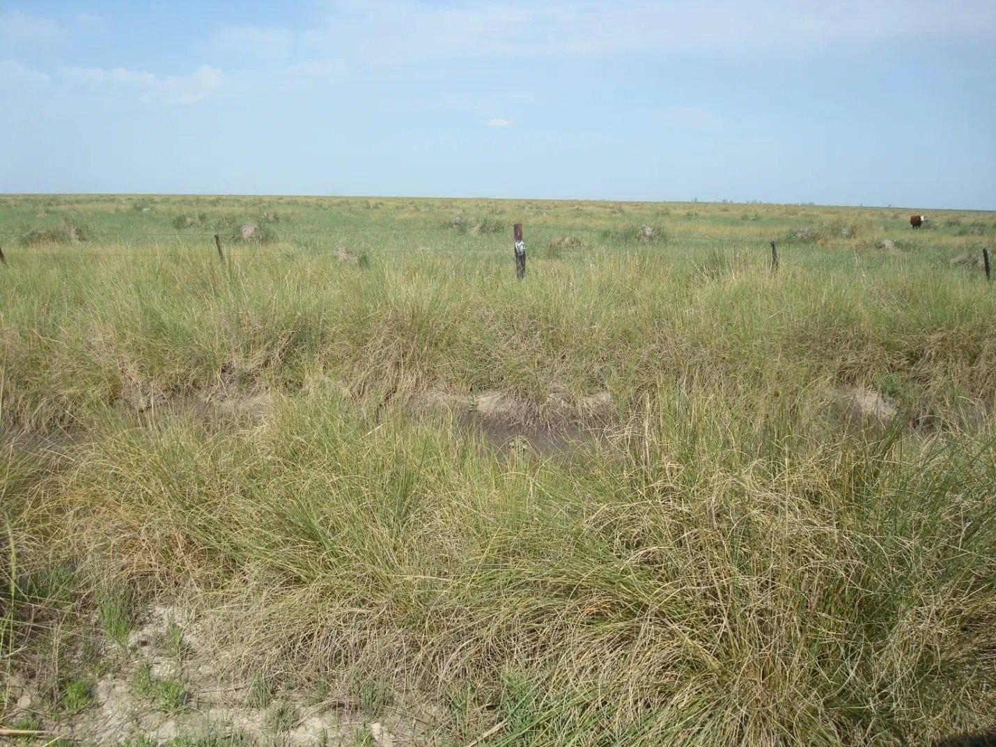 Campo en Esteban Rams 2