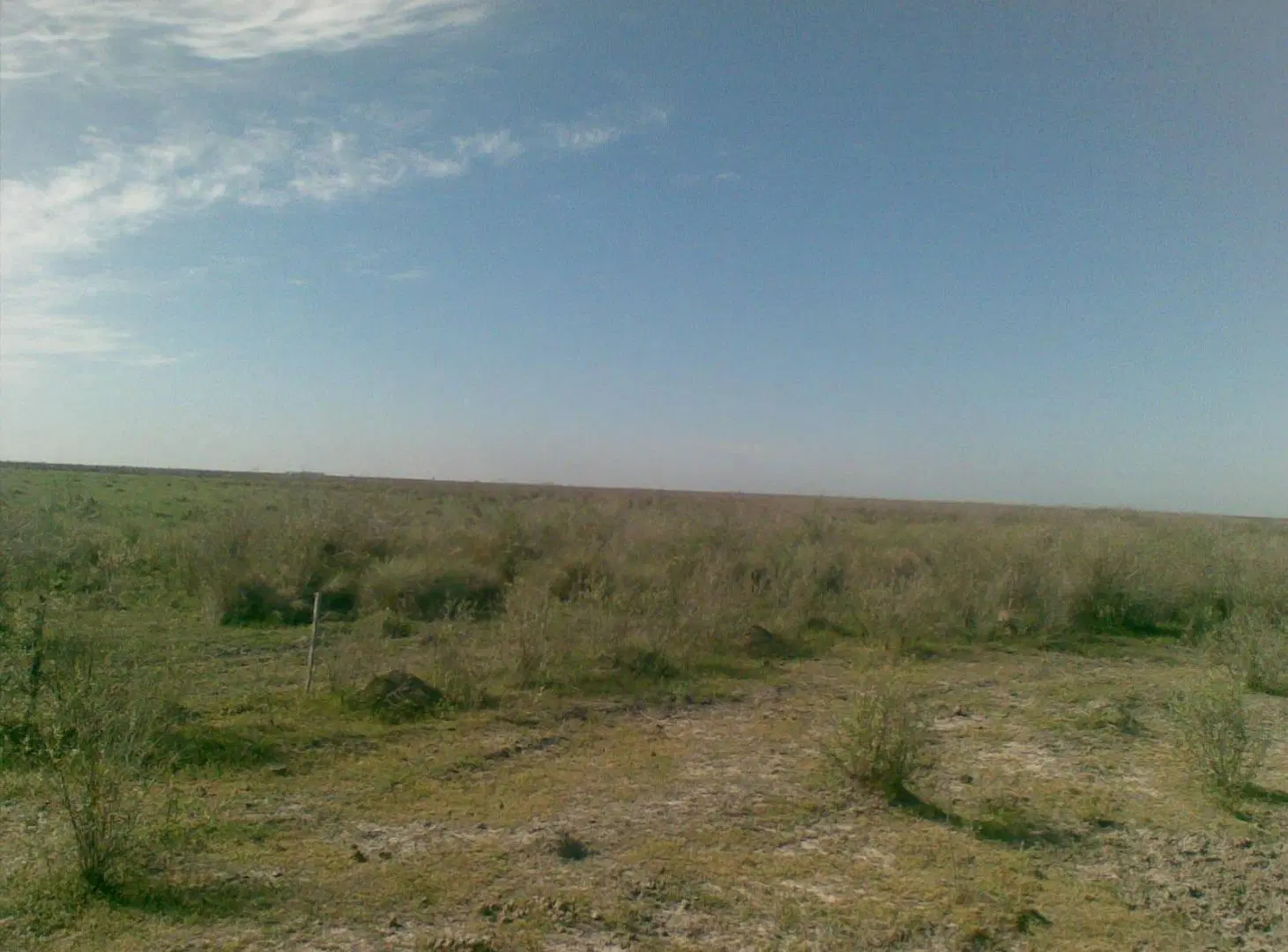 Campo en Esteban Rams 4