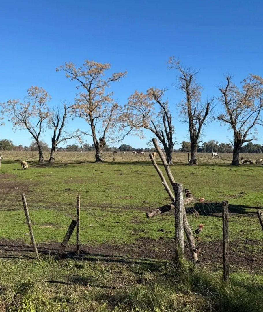 Foto de Campo en venta de 41 ha ubicado en Cañuelas, ideal inversión, imagen 3