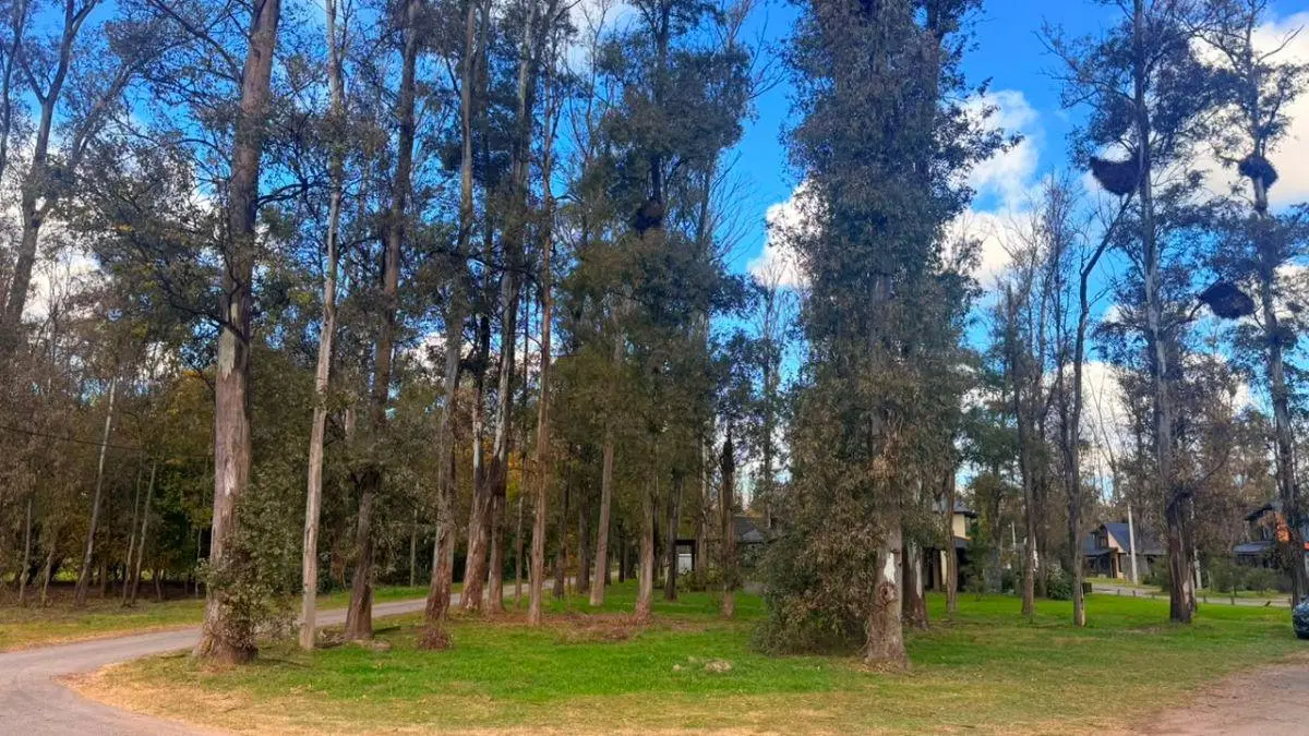 LOTE EN VENTA EN CAMPO TIMBÓ – OLIVEROS 4
