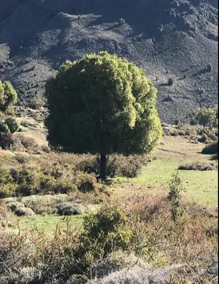 Campo - San Martin De Los Andes 2