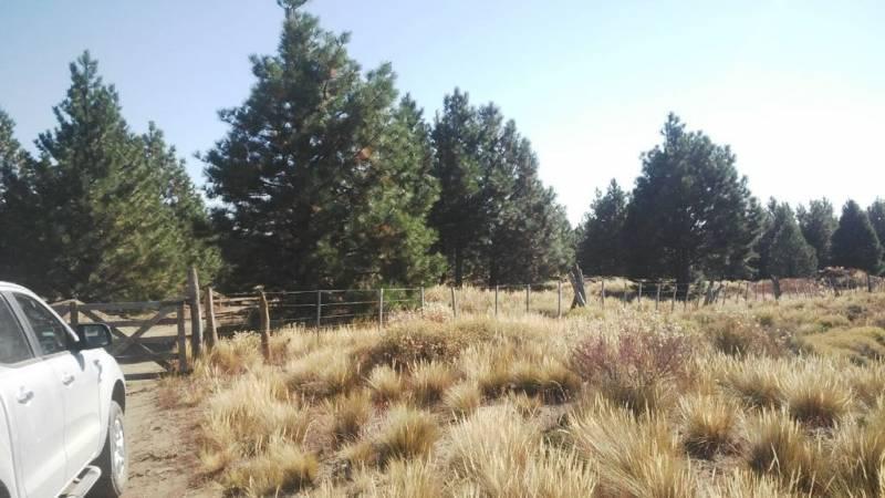 Foto de VENTA 2 HECTAREAS S/ RÍO QUILQUIHUE SAN MARTIN DE LOS ANDES, imagen 3