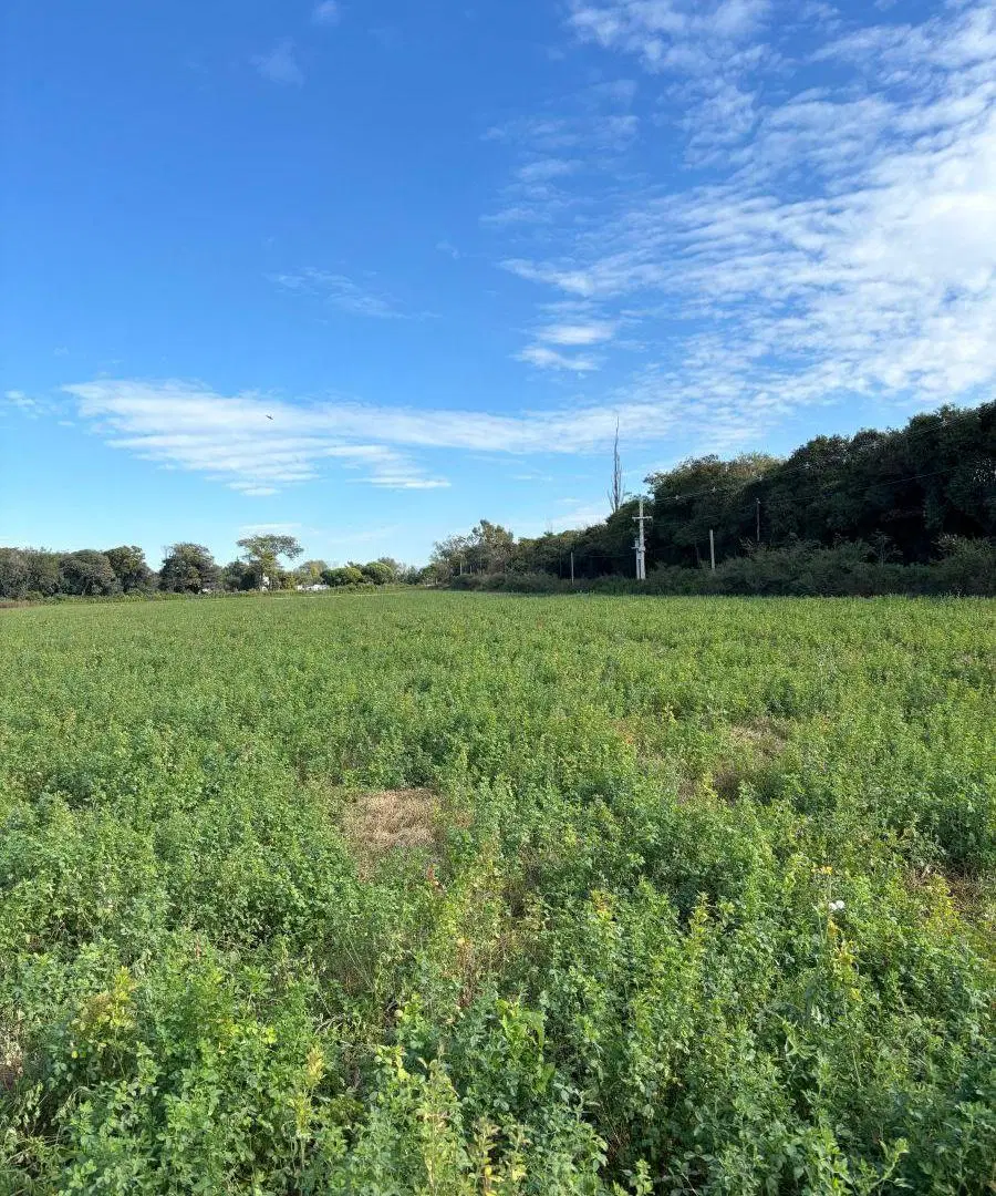 VENTA 6 hectáreas Camino San Carlos Bouwer 1