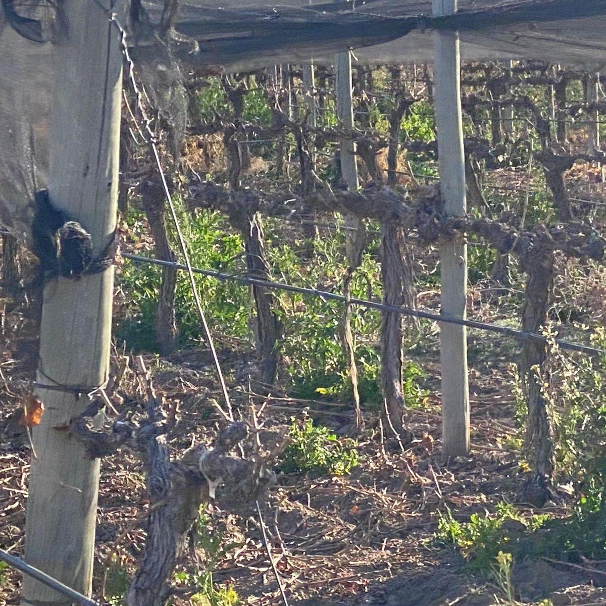 Tupungato: Finca Anchoris Report - Vitivinicola 5