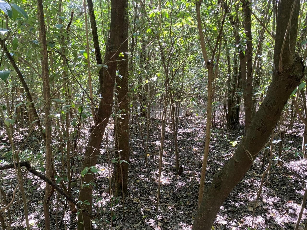 Foto de VENTA Lote en Salsipuedes una hectárea a un precio IMPERDIBLE!, imagen 1