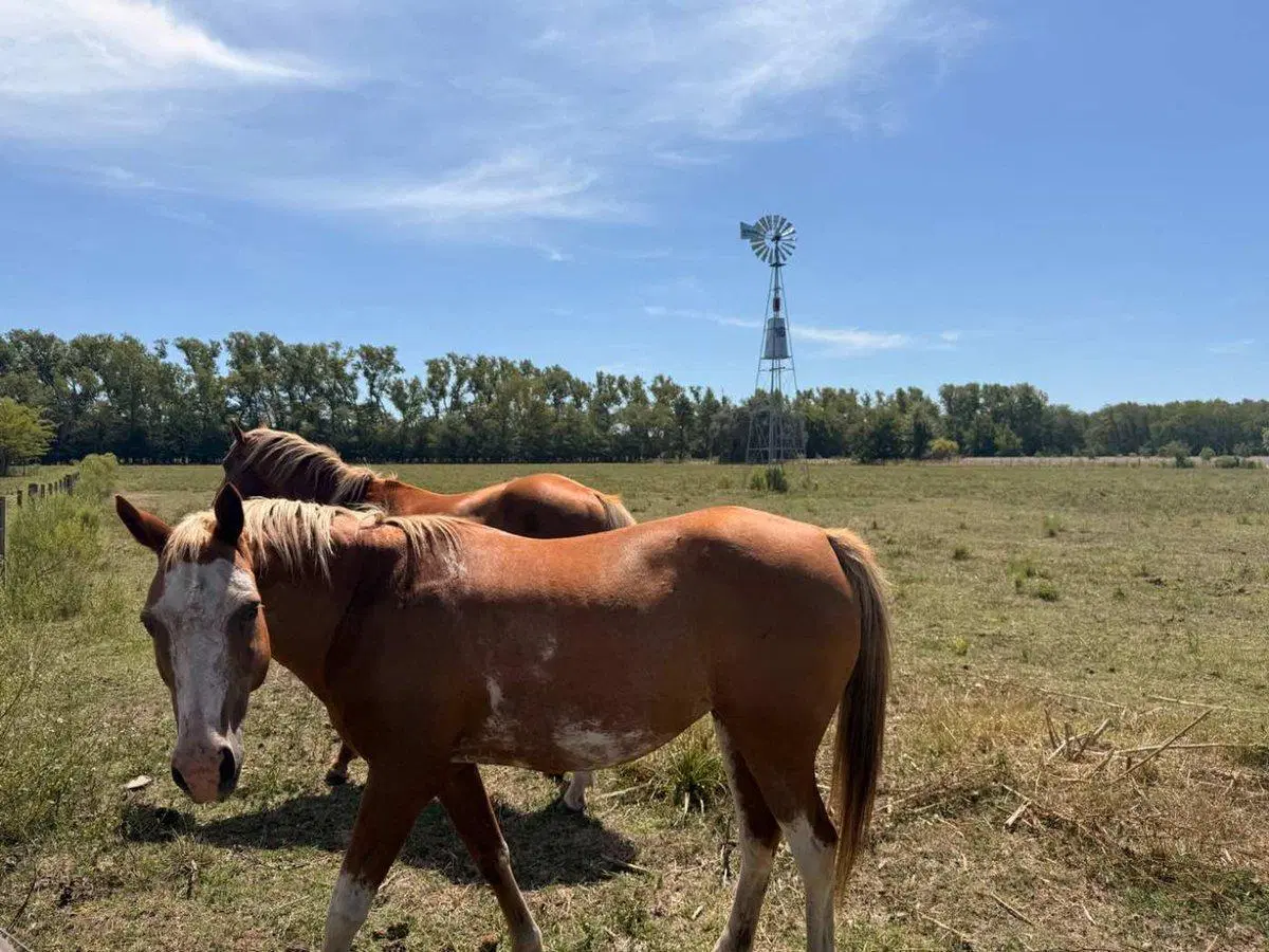 Terreno Chacra Venta Estancia Benquerencia Monte 3
