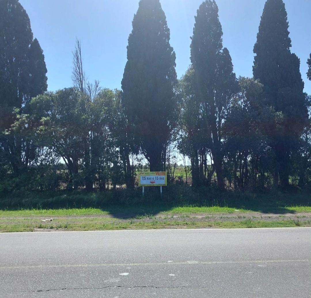 Foto de CAMPO EN VENTA con 75000 m2 en San Pedro, imagen 2