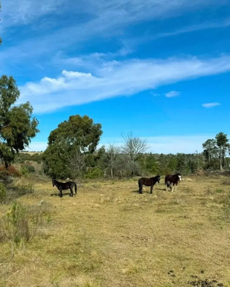 PARCELAS EN ATOS PAMPA 4
