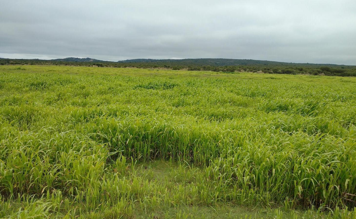 Foto de SE VENDE CAMPO GANADERO 2.100 HA EN PAMPA DE POCHO | ARMADO Y EN, imagen 2