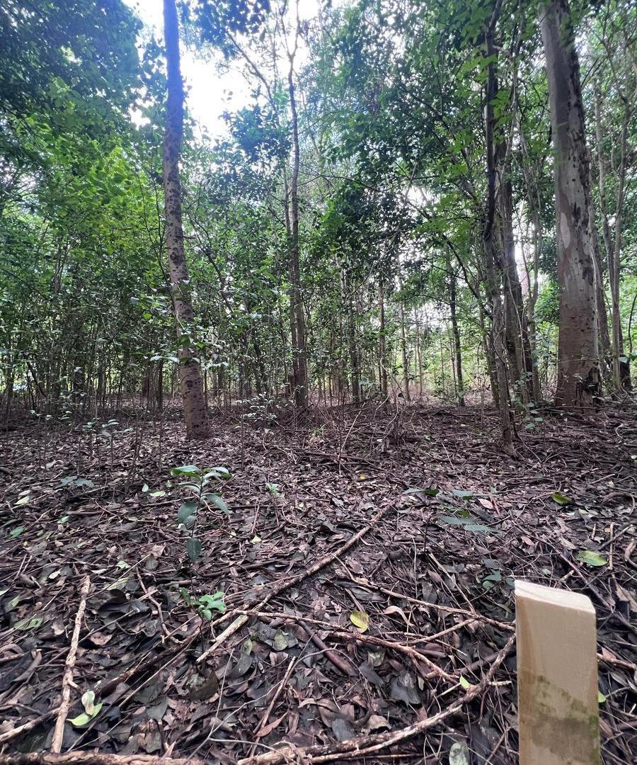 Foto de En venta terreno a pocos metros del rio, imagen 3