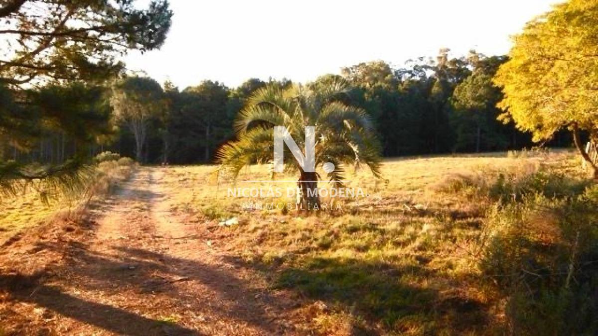 Foto de Venta chacra sobre camino La pataia Punta Ballena, imagen 1