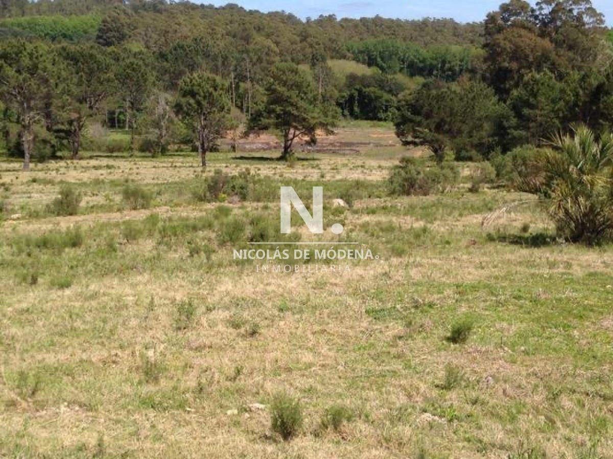 Foto de Venta chacra sobre camino La pataia Punta Ballena, imagen 2