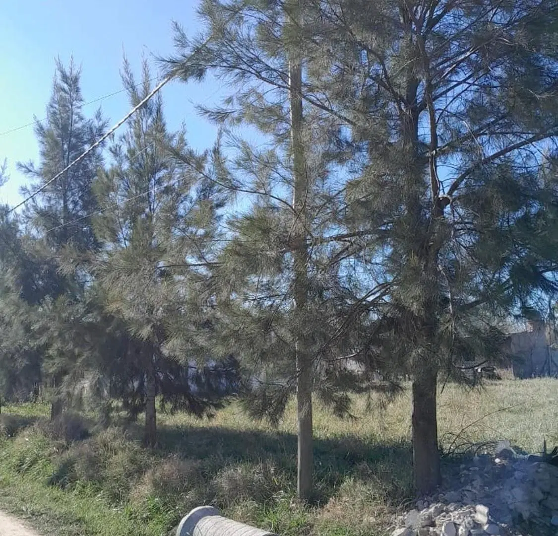 Lote 360m2, Moradas, Máximo Paz, CAÑUELAS, Permuta 3