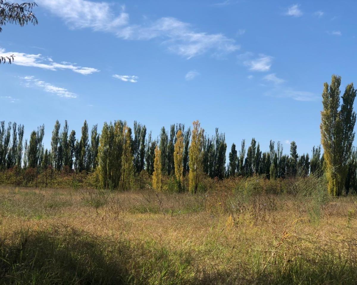Quinta. | Cipolletti 2