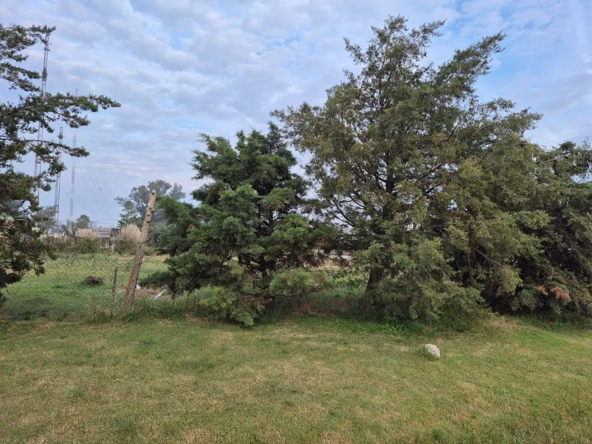 Terreno forestado 900m2 3