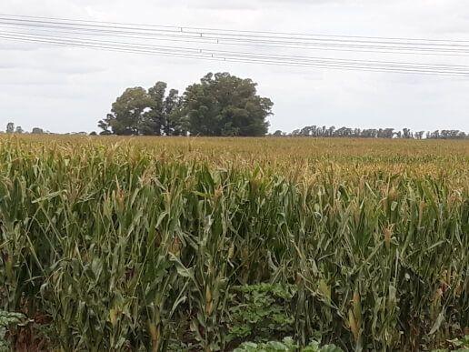 Campo 450 Hectáreas Mixtas Veinticinco de Mayo 4