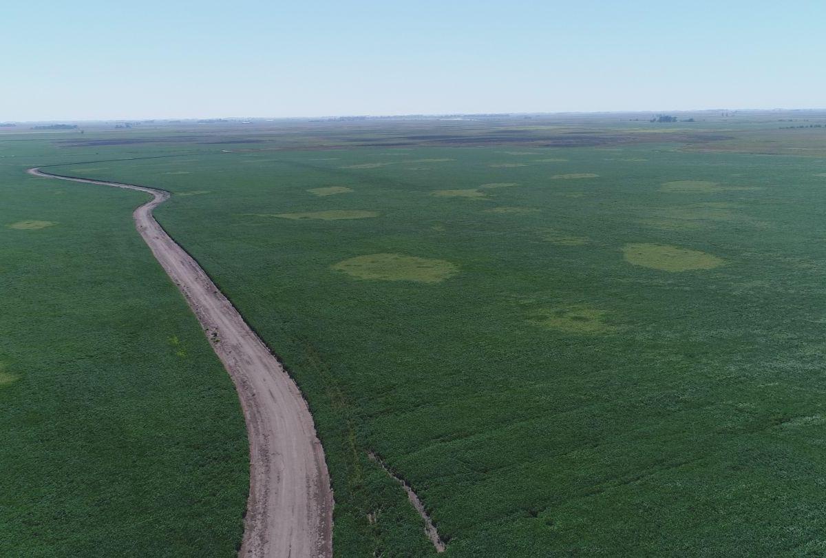 Campo 2000 Hectáreas |. | Pehuajo 1