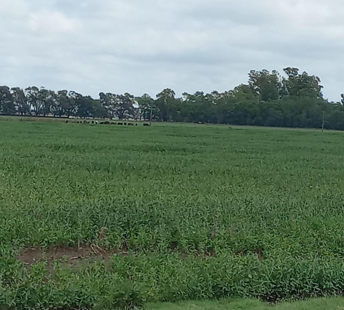 campo mixto Suipacha