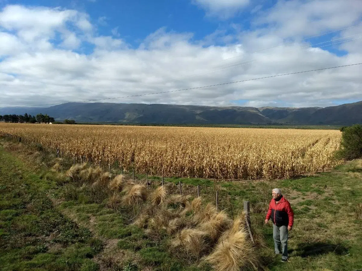 Venta de excepcional campo de 40 has agrícolas entre Villa del Carmen y El Sauce-SAN-LUIS 2