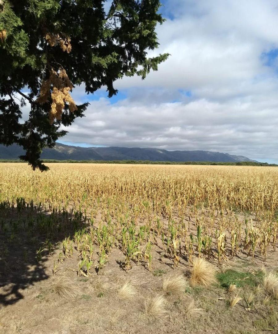 Venta de excepcional campo de 40 has agrícolas entre Villa del Carmen y El Sauce-SAN-LUIS