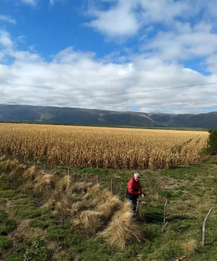 Venta de excepcional campo de 40 has agrícolas entre Villa del Carmen y El Sauce-SAN-LUIS 4