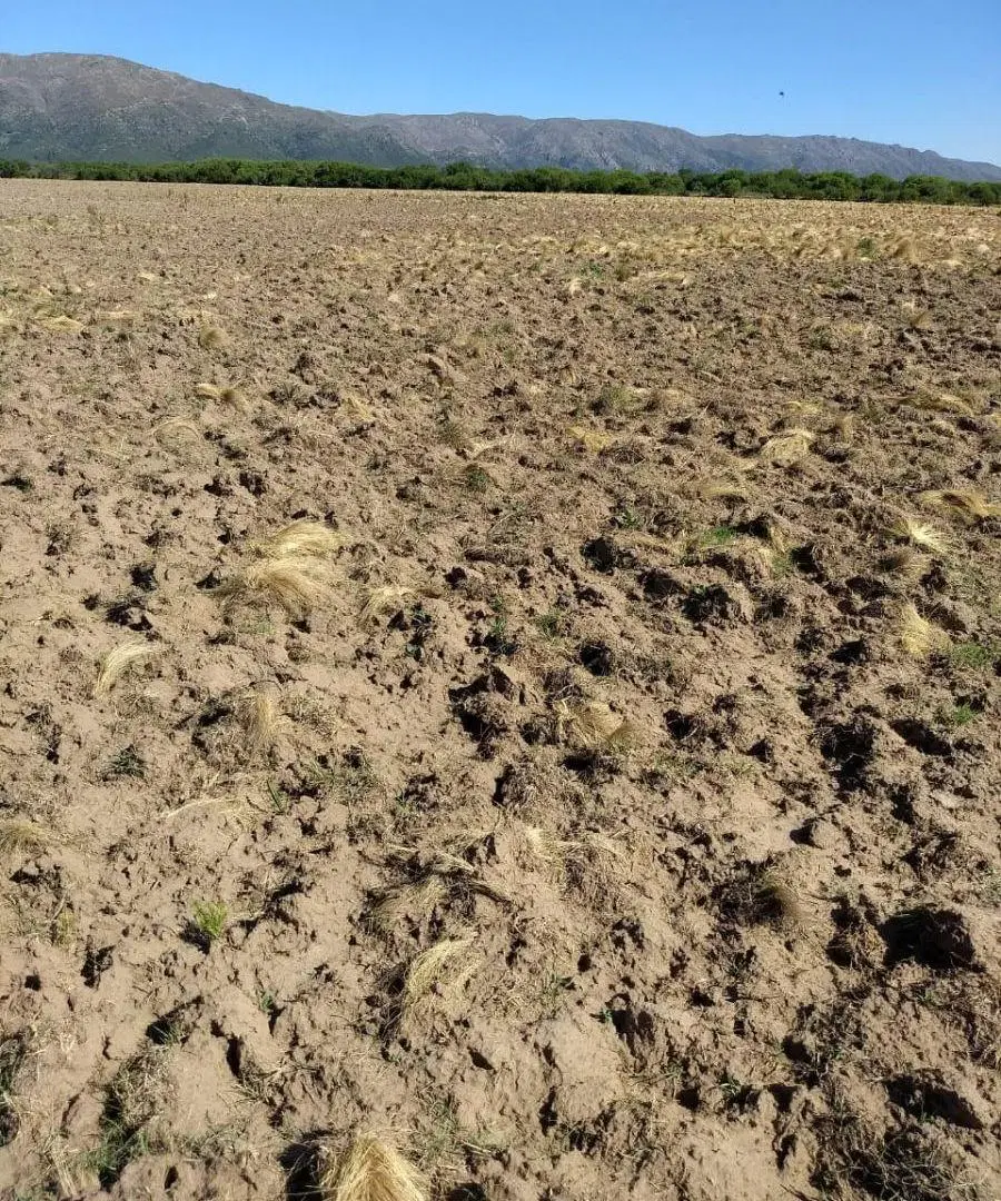 Venta de excepcional campo de 40 has agrícolas entre Villa del Carmen y El Sauce-SAN-LUIS 5