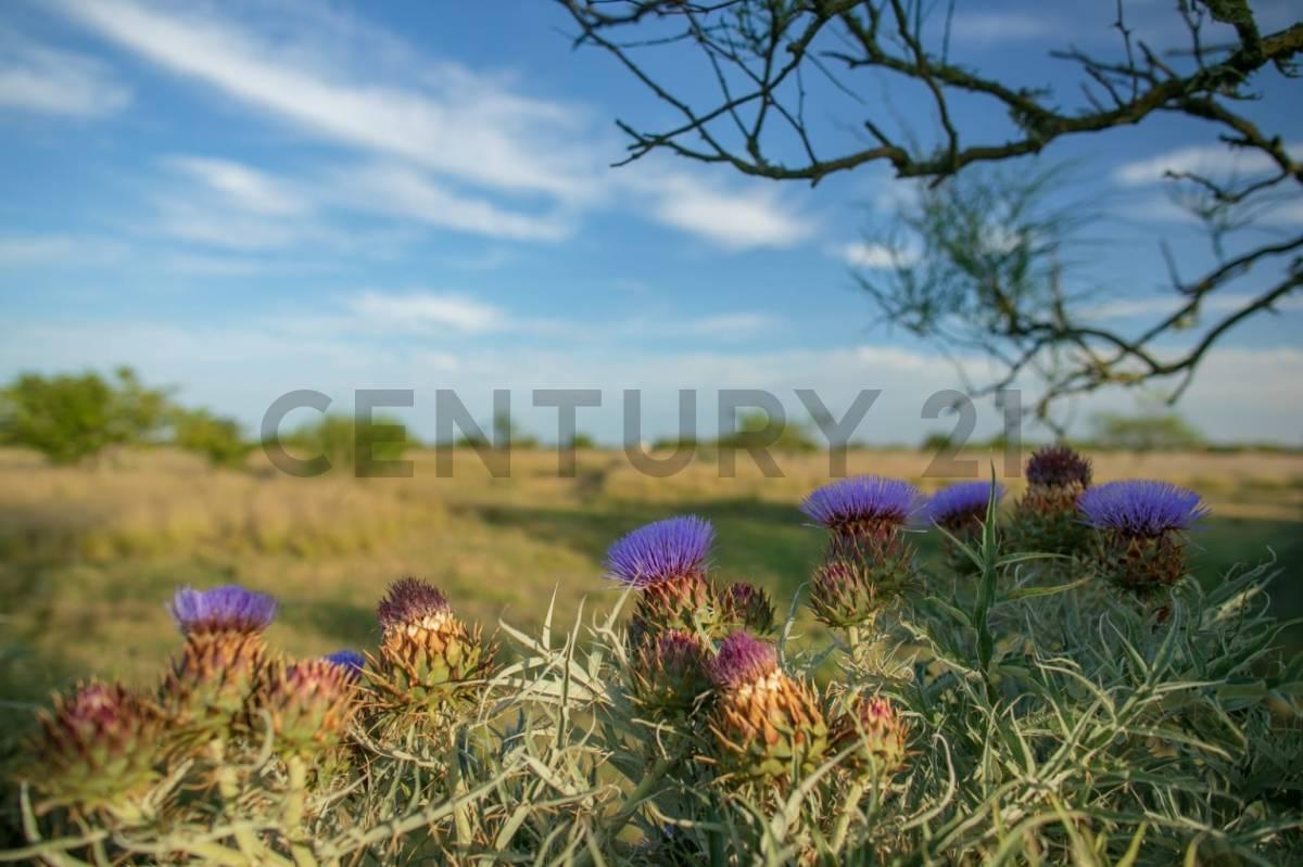 Foto de Terrenos en Venta en Berisso, Los Talas, imagen 1