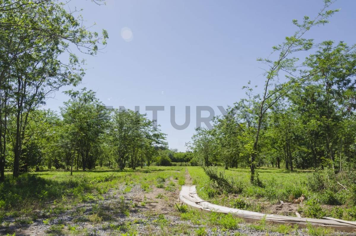 Foto de Lote en venta, imagen 4