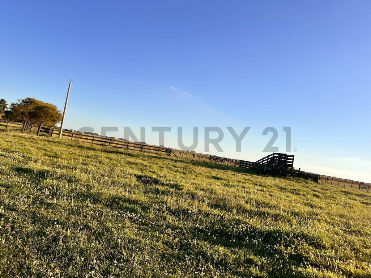 Foto de CAMPO EN VENTA EN SALADILLO 617 HA., imagen 5
