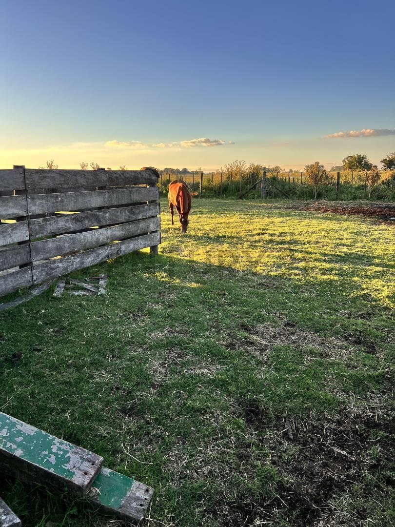 Foto de CAMPO EN VENTA EN SALADILLO 617 HA., imagen 3