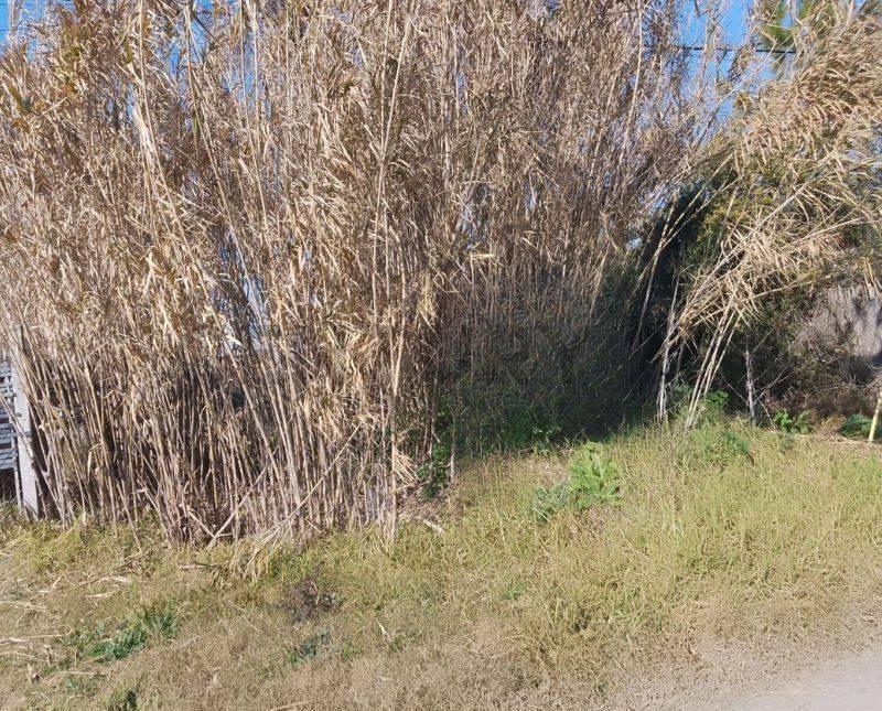 Foto de TERRENO EN VENTA EN VILLA CASTELS, imagen 5