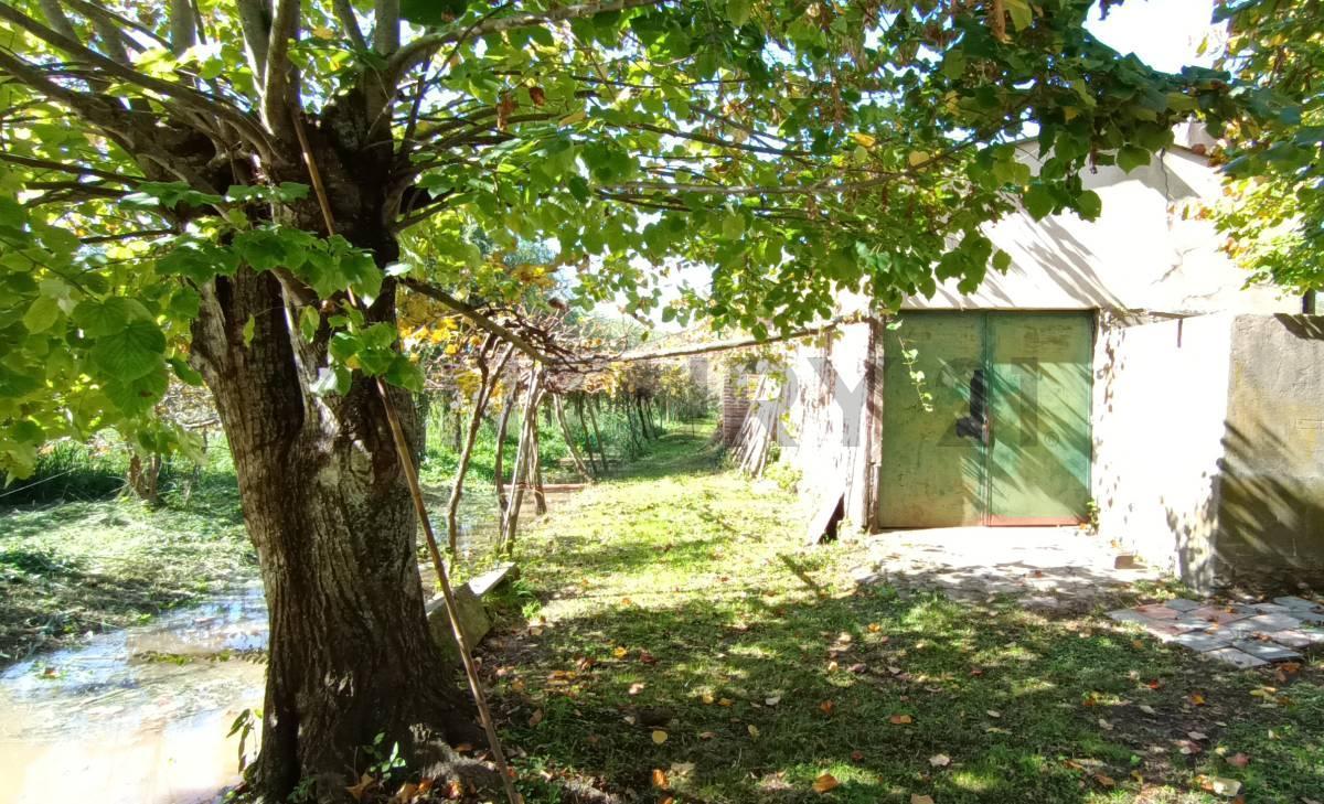 Foto de VIÑEDO EN VENTA EN LOS TALAS, imagen 4