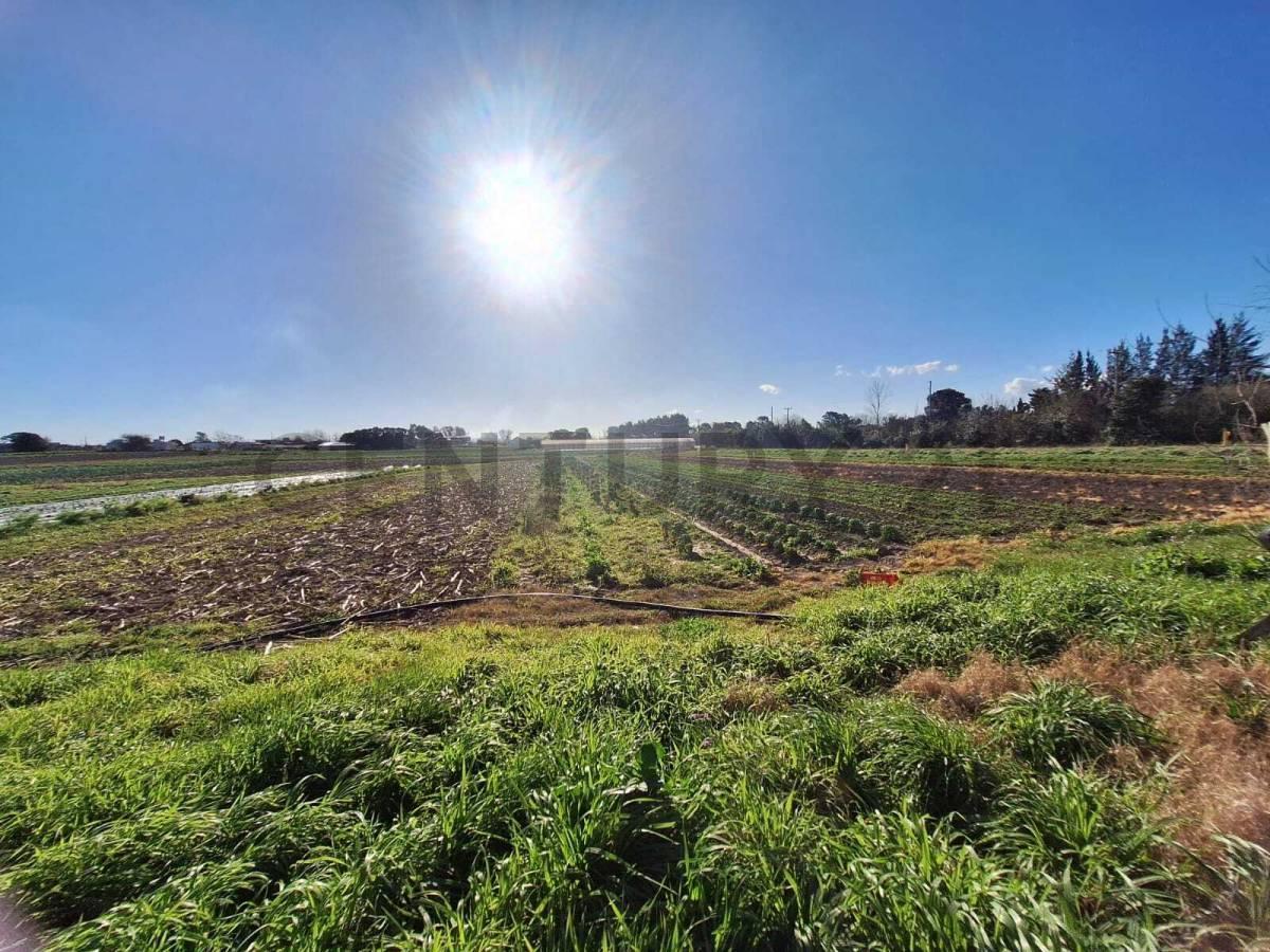 Foto de CAMPO EN ARANA - 8,8 HECTÁREAS CON VIVIENDA Y GALPONES A LA VENTA!, imagen 4